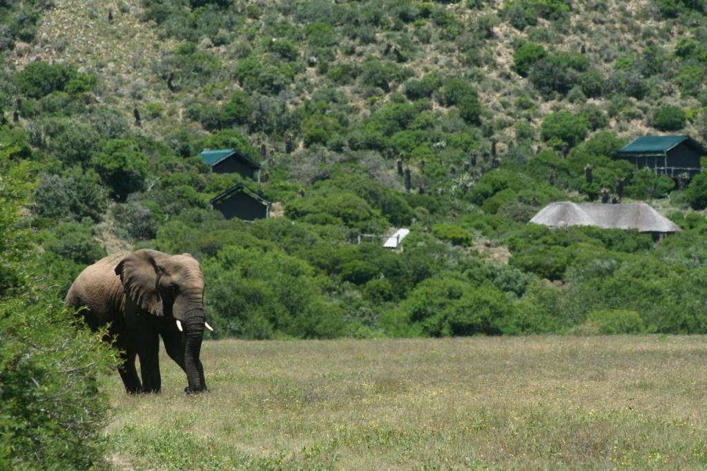 Hillsnek Safari Camp - Amakhala Game Reserve 빌라 외부 사진