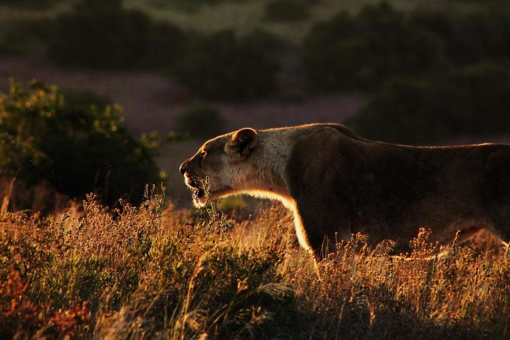 Hillsnek Safari Camp - Amakhala Game Reserve 빌라 외부 사진