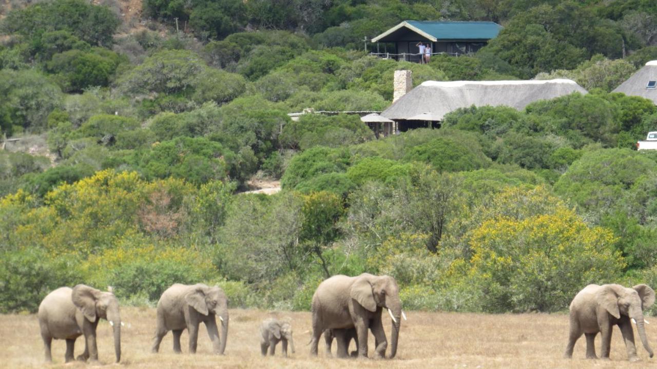 Hillsnek Safari Camp - Amakhala Game Reserve 빌라 외부 사진