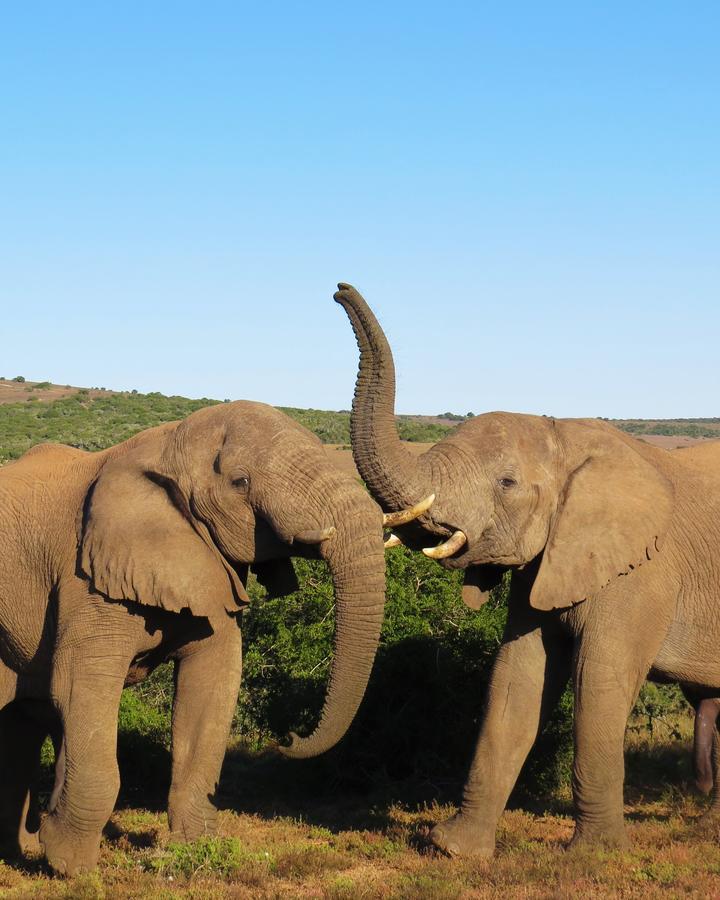 Hillsnek Safari Camp - Amakhala Game Reserve 빌라 외부 사진