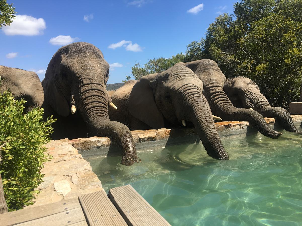 Hillsnek Safari Camp - Amakhala Game Reserve 빌라 외부 사진