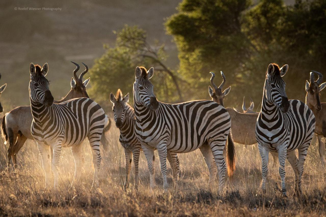 Hillsnek Safari Camp - Amakhala Game Reserve 빌라 외부 사진