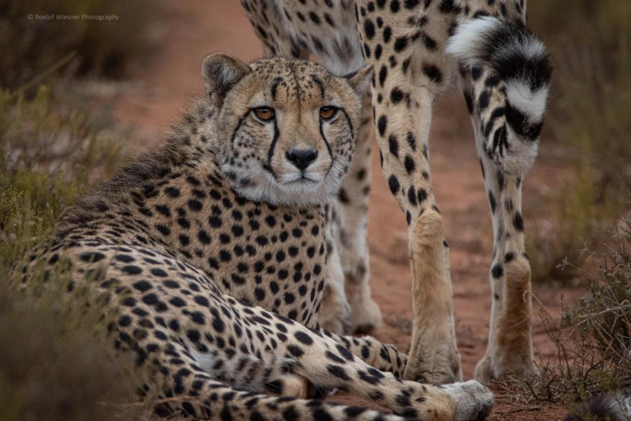 Hillsnek Safari Camp - Amakhala Game Reserve 빌라 외부 사진