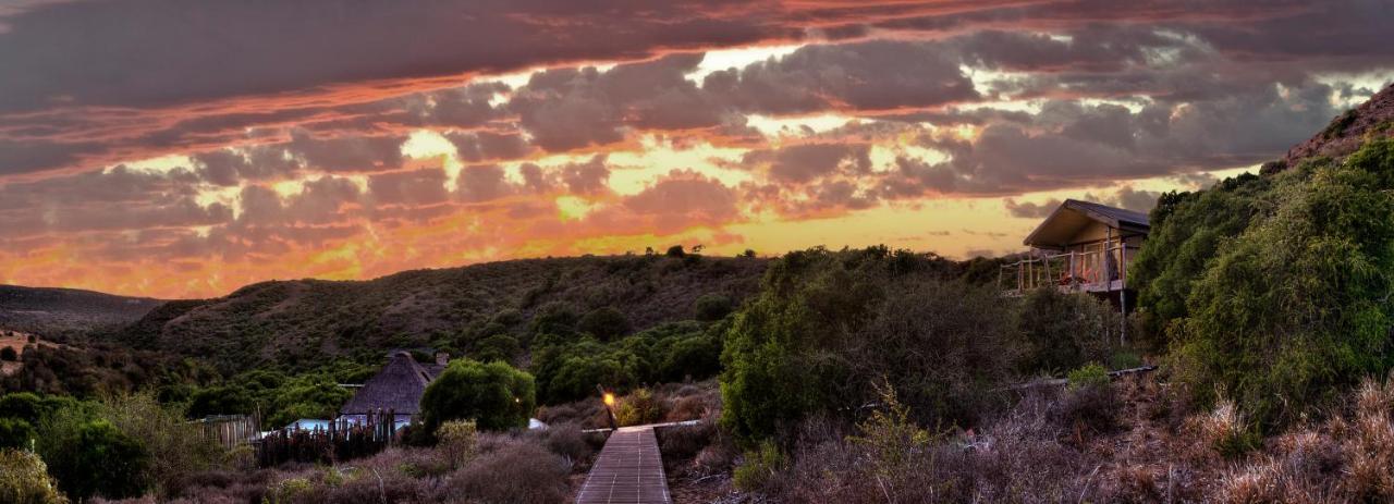 Hillsnek Safari Camp - Amakhala Game Reserve 빌라 외부 사진