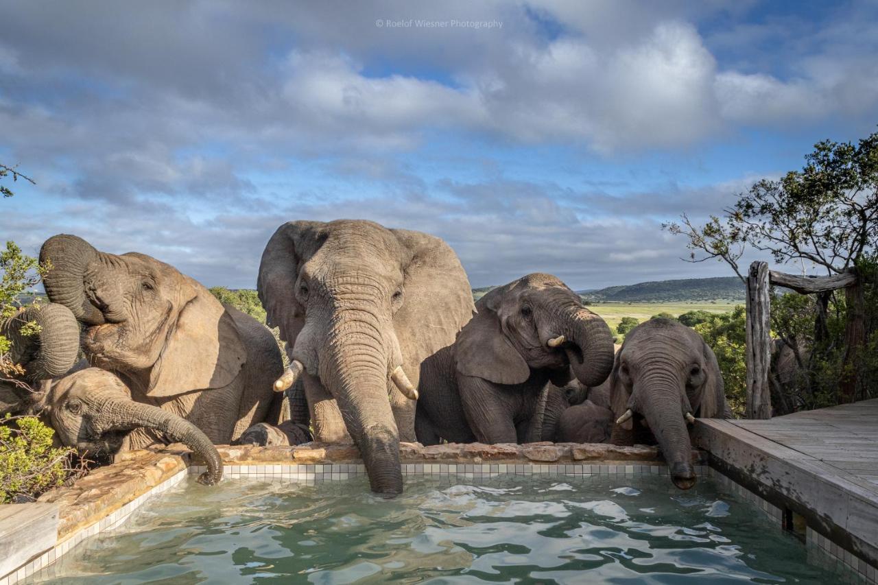 Hillsnek Safari Camp - Amakhala Game Reserve 빌라 외부 사진