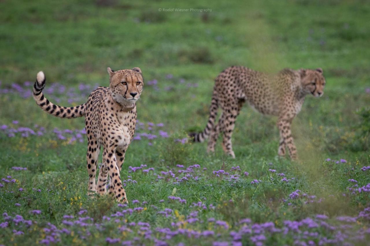 Hillsnek Safari Camp - Amakhala Game Reserve 빌라 외부 사진