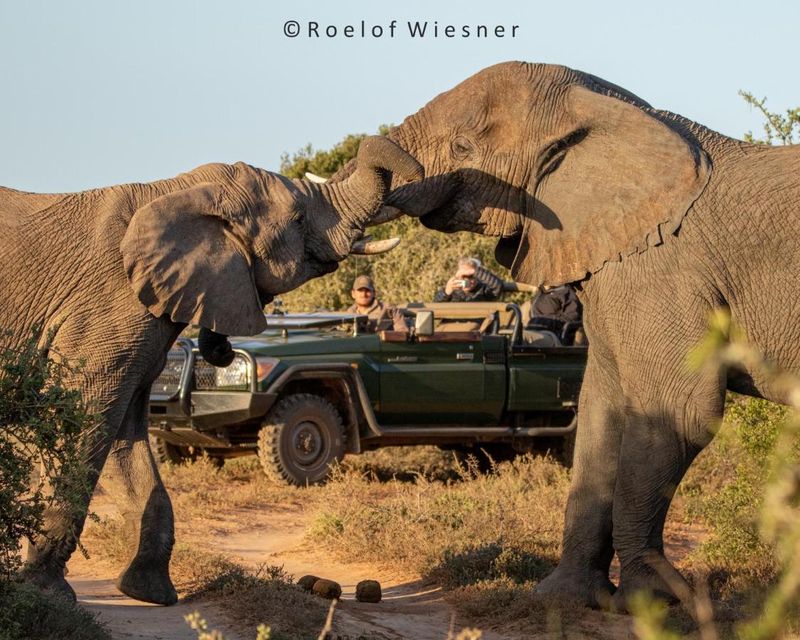 Hillsnek Safari Camp - Amakhala Game Reserve 빌라 외부 사진