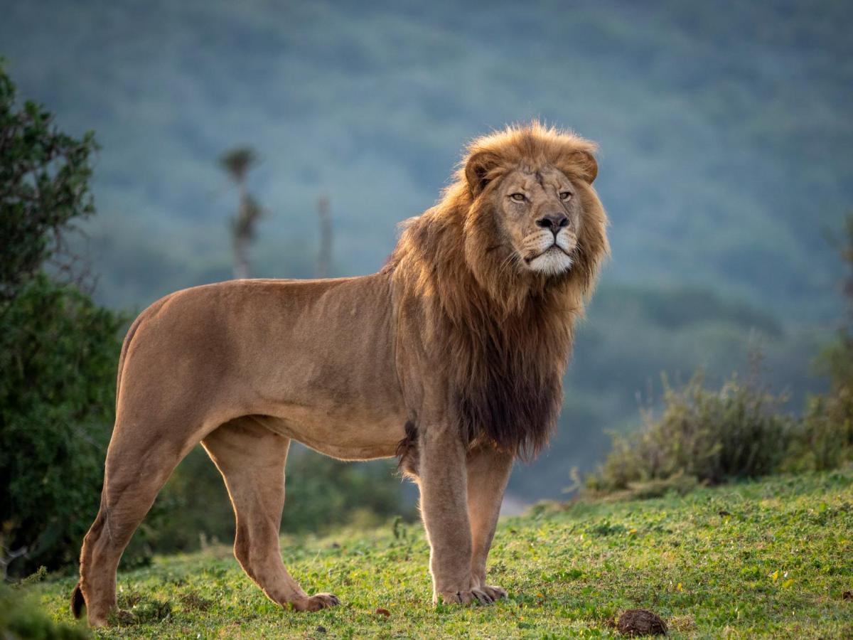 Hillsnek Safari Camp - Amakhala Game Reserve 빌라 외부 사진