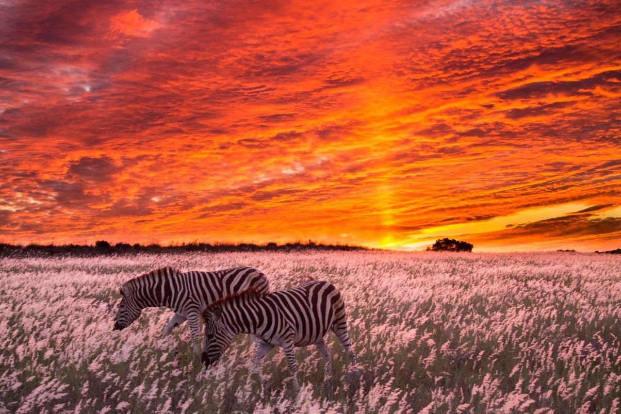 Hillsnek Safari Camp - Amakhala Game Reserve 빌라 외부 사진